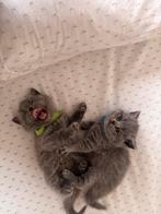 Groen kater/blauw/poesje Brits, Poes