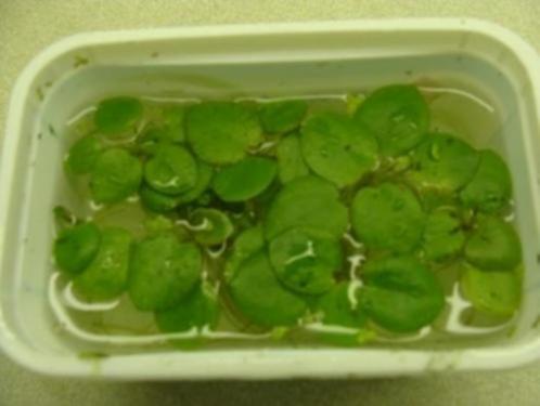 Limnobium, drijfplant voor aquarium (R), Dieren en Toebehoren, Vissen | Aquaria en Toebehoren, Zo goed als nieuw, Plant(en), Steen of Hout