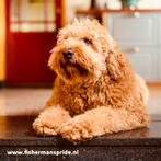 Rode Doodle (Bernedoodle) Dekreu Improper coat vrij (FF), Dieren en Toebehoren, Particulier, 1 tot 2 jaar, Reu, Nederland