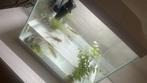 Vissen, Dieren en Toebehoren, Vissen | Aquariumvissen, Vis