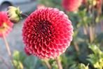 Dahlia Copper Boy, Tuin en Terras, Bloembollen en Zaden, Ophalen of Verzenden, Volle zon, Knol