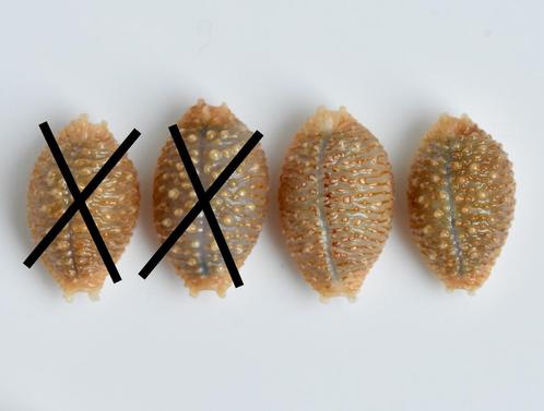 Schelpen: Cypraea nucleus gemmosa 15-17,7mm - Polynesië, Verzamelen, Mineralen en Fossielen, Schelp(en), Ophalen of Verzenden