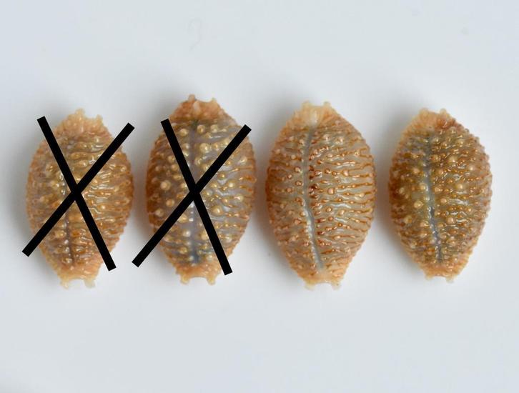 Schelpen: Cypraea nucleus gemmosa 15-17,7mm - Polynesië, Verzamelen, Mineralen en Fossielen, Schelp(en), Ophalen of Verzenden