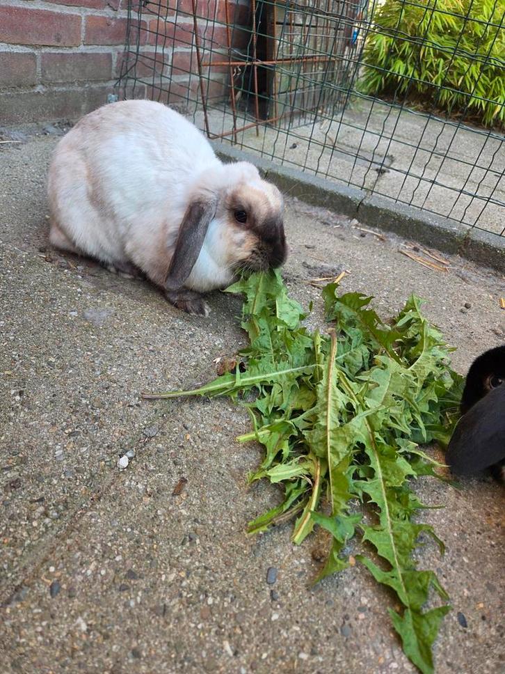 Koppeltje dwergkonijnen, Dieren en Toebehoren, Konijnen, Dwerg, Meerdere dieren, 3 tot 5 jaar
