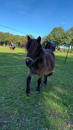 Leukste mini shet, Hengst, A pony (tot 1.17m), Gechipt, 0 tot 2 jaar