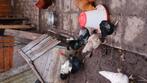 Kippen, Dieren en Toebehoren, Pluimvee, Meerdere dieren, Kip