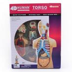 Menselijk Lichaam Torso 4D Model / Anatomie Biologie Organen, Ophalen of Verzenden, Nieuw