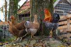 Grote Wyandottes te koop, Dieren en Toebehoren, Pluimvee, Meerdere dieren, Kip