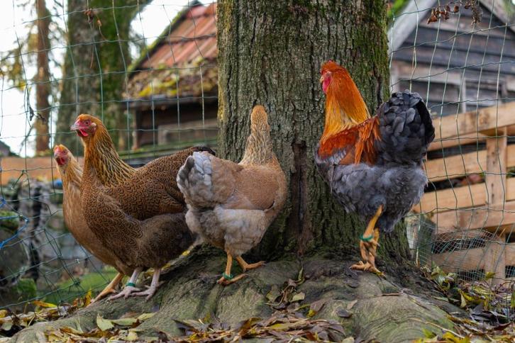 Grote Wyandotte te koop, Dieren en Toebehoren, Pluimvee, Kip, Meerdere dieren
