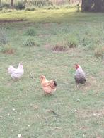 Leuk trio wyandotte., Dieren en Toebehoren, Pluimvee, Meerdere dieren, Kip