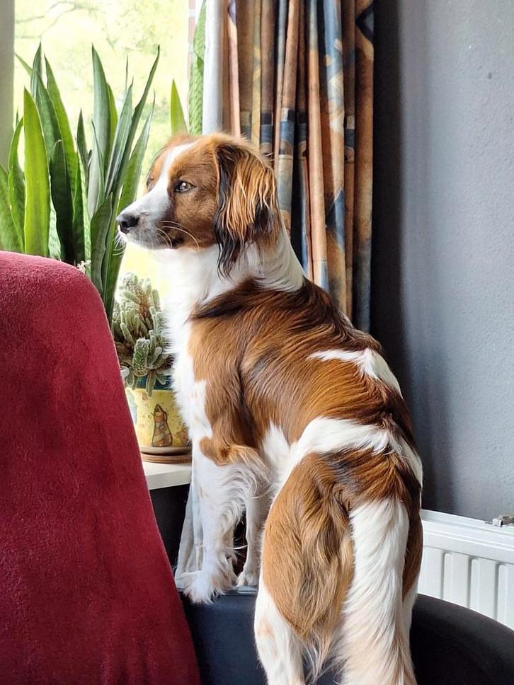 Staan ter dekking kooiker, Dieren en Toebehoren, Honden | Dekreuen, Reu, Particulier, Meerdere, Nederland, 3 tot 5 jaar, CDV (hondenziekte)