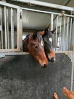 Jaarling dressuurhengst, Dieren en Toebehoren, Paarden, Met stamboom, Niet van toepassing, Dressuurpaard, 0 tot 2 jaar