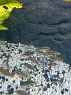 Kersenbuik chicliden, Dieren en Toebehoren, Vissen | Aquariumvissen, Vis