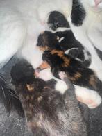 Nieuwe nestje 3 lieve kittens, Dieren en Toebehoren, Katten en Kittens | Overige Katten, Geslacht onbekend, Kortharig, 0 tot 2 jaar