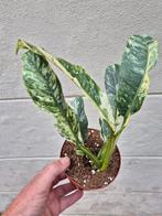 Epipremnum Gigantheum Variegata p12 (2), Huis en Inrichting, Kamerplanten, Ophalen of Verzenden, Overige soorten, Minder dan 100 cm
