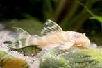 Hypancistrus sp. L333 "Albino", Dieren en Toebehoren, Vis, Zoetwatervis