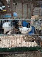 Lakenvelders, Dieren en Toebehoren, Meerdere dieren, Kip