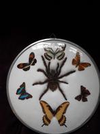 opgezette vogelspin met vlinders in ronde lijst, Ophalen of Verzenden, Zo goed als nieuw, Insect, Opgezet dier