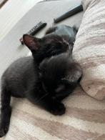 Kittens 14 weken, Poes