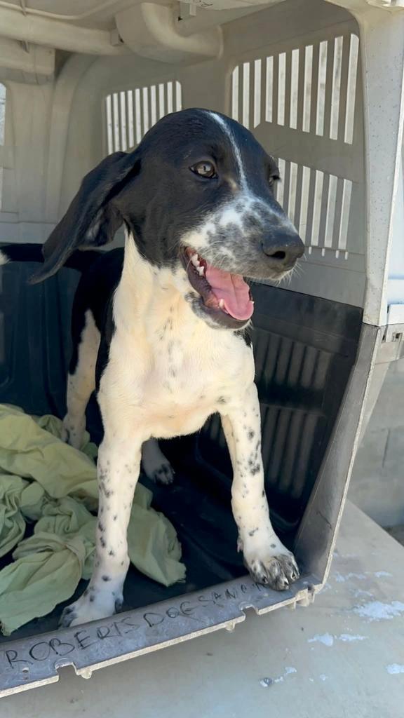 Achileas verblijft in Cyprus, Dieren en Toebehoren, Honden | Niet-rashonden, Middel, Reu, Handelaar, Eén hond, Buitenland, 15 weken tot 1 jaar