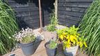 Potten inclusief planten, Ophalen, Gebruikt, Rond, Minder dan 60 cm