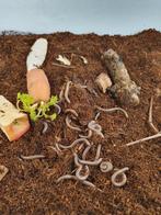 Telodeinopus Aoutii Afrikaanse olijf miljoenpoten, Dieren en Toebehoren, Insecten en Spinnen, Overige soorten