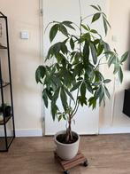 Plant tekoop, Huis en Inrichting, Ophalen, Halfschaduw, Minder dan 100 cm