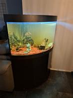 Juwel Trigon Aquarium 190L, Dieren en Toebehoren, Ophalen, Zo goed als nieuw, Leeg aquarium