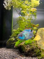 Electric Blue Acara, Dieren en Toebehoren, Vissen | Aquariumvissen, Vis