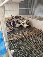 Chineese dw kwartels, Meerdere dieren, Tropenvogel