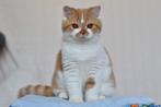 Darian – Cinnamon Carrier British Shorthair Boy (d 03), Dieren en Toebehoren, Katten en Kittens | Raskatten | Korthaar, Poes, Gechipt