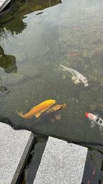 Te koop koi-karpers, Dieren en Toebehoren, Vissen | Vijvervissen, Karper of Koi