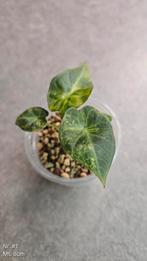 Alocasia Regal Shield Aurea /Gold Variegata, Ophalen of Verzenden, Overige soorten, Minder dan 100 cm