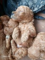 Toy-poedel puppy, Poedel, Reu, 8 tot 15 weken, Meerdere