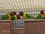 Te koop agapornis personata Groen, Dieren en Toebehoren, Geslacht onbekend, Dwergpapegaai of Agapornis, Geringd
