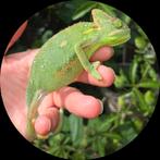 Jemen kameleon, Dieren en Toebehoren, Hagedis, 0 tot 2 jaar
