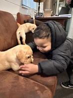 Schitterende Labrador pups(Ouders Stamboom)HD/ED vrij, Rabiës (hondsdolheid), 8 tot 15 weken, Labrador retriever, Meerdere