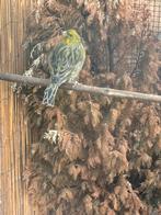 Kanarie, Dieren en Toebehoren, Vogels | Kanaries, Mannelijk, Kleurkanarie