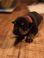 Super mooie en leuke pups!!, Dieren en Toebehoren, Honden | Chihuahua's en Gezelschapshonden, Overige rassen, 8 tot 15 weken, CDV (hondenziekte)