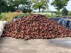 voederbieten te koop, Dieren en Toebehoren, Ophalen, Vee