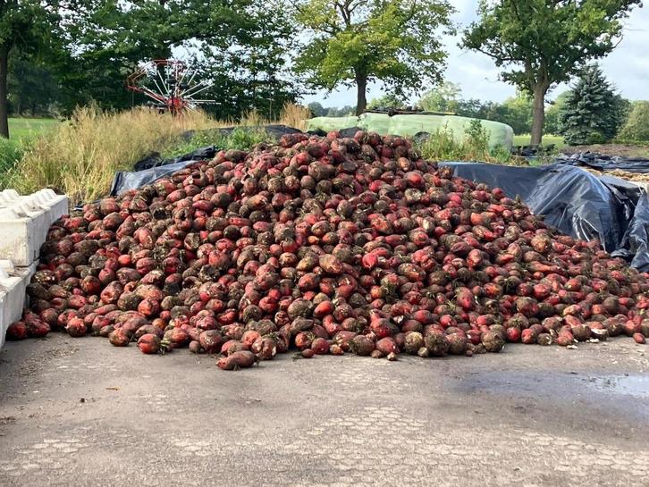 voederbieten te koop, Dieren en Toebehoren, Dierenvoeding, Vee, Ophalen