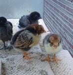 6 kippen kuikens voor 10 euro, Dieren en Toebehoren, Vrouwelijk, Kip