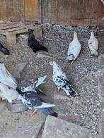 Duiven, Meerdere dieren, Postduif