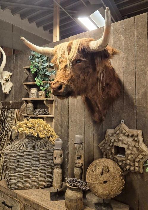 NIEUW preparaat schotse hooglander opgezet dier koeienhuid, Verzamelen, Dierenverzamelingen, Nieuw, Opgezet dier, Wild dier, Ophalen