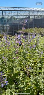 Vaste planten en Heesters, Tuin en Terras, Planten | Tuinplanten, Overige soorten, Volle zon, Vaste plant, Ophalen of Verzenden