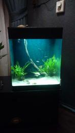 aquarium, Dieren en Toebehoren, Vissen | Aquaria en Toebehoren, Ophalen of Verzenden, Zo goed als nieuw, Gevuld zoetwateraquarium
