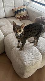 Savannah kater aangeboden, Kater