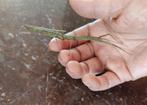 Wandelende takken - baby takjes nimfen tak huisdier, Dieren en Toebehoren, Insecten en Spinnen, Wandelende tak