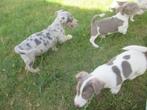 Prachtig gekleurde jack russell pups, Dieren en Toebehoren, Jack Russell Terriër, CDV (hondenziekte), 8 tot 15 weken, Meerdere