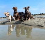 Jack Russell Blue merle, Choco / Lilac and tan dekreu, Rabiës (hondsdolheid), Reu, 1 tot 2 jaar, Eén hond